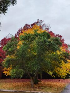 Fall Colors of Red, Yellow, and Green